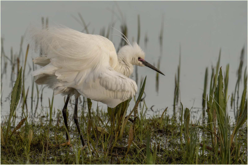 Little-Egret-at-sunset
