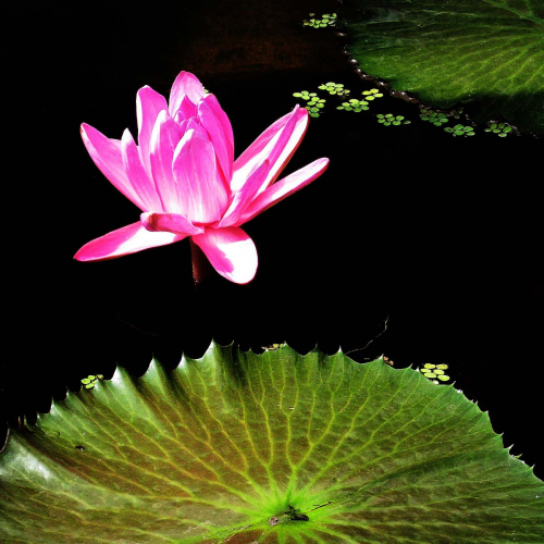 25.-Water-Lily