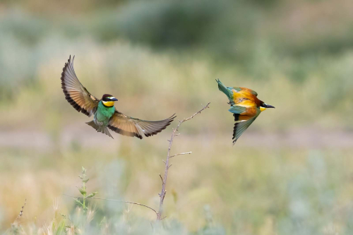 Bee-eater-pair by Tonty Marsh