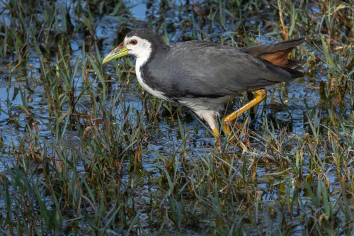 White-breasted-Waterhen by Tom Stenhouse