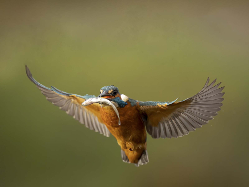 Male-Kingfisher-In-Flight by Jeremy Malley-Smith