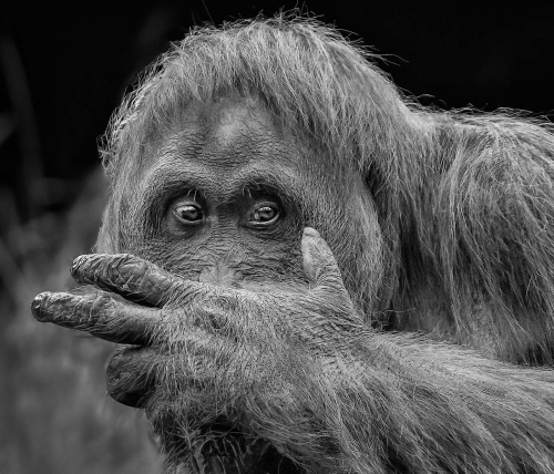 Shy-Orangutan by Alan Walker