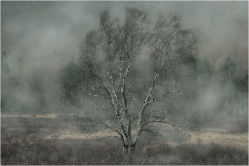 Manesty by Tony Melling