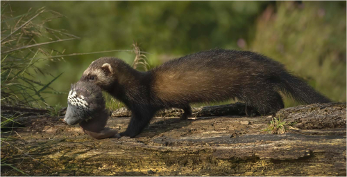 Polecat-with-prey by Carol Minks