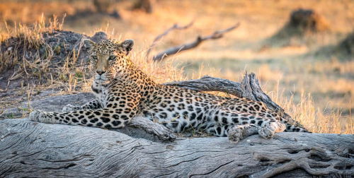 Relaxing-before-sunset by Mike Kidd