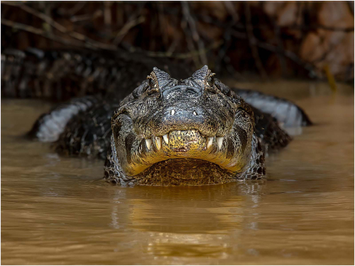 Caiman-Head-On-Pantanal by Ronnie Gilbert