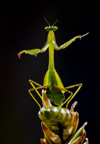 The-Conductor by Simon Roberts