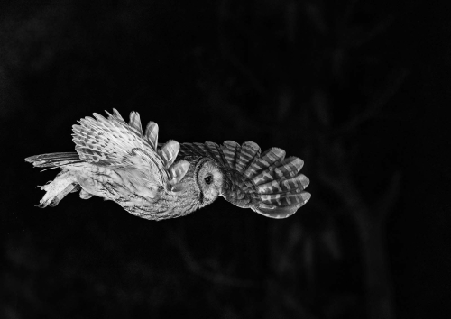 45.-Wild-Tawny-Flying-at-Night