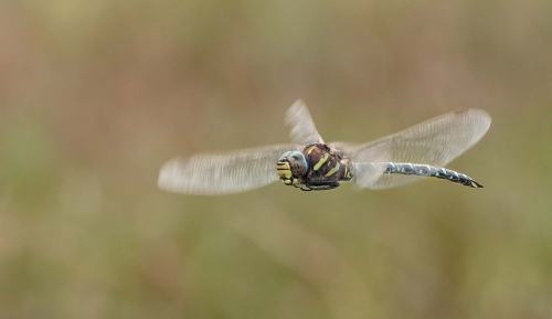 Common Hawker in Flight by Jo Knight