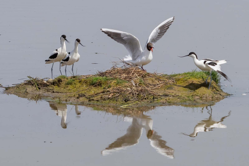 Black-headed-Gull-and-Avocet-Confrontation by Tony Marsh