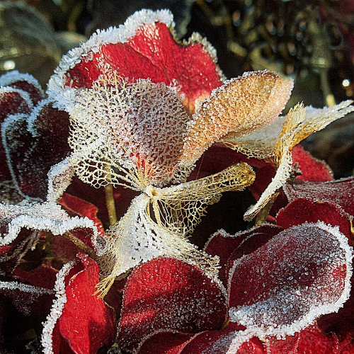 Frosted-hydrangea by Philip Cartwright