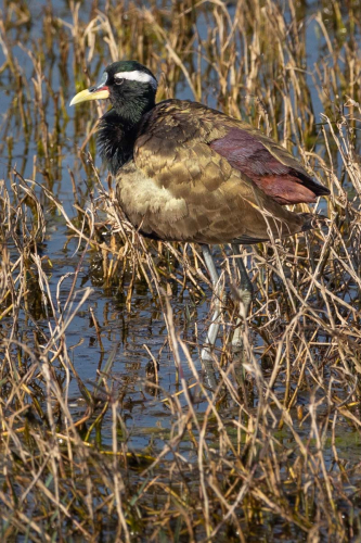Bronzed-winged-Jacana by Tom Stenhouse