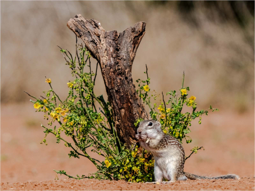 12.-Desert-Ground-Squirrel-having-Lunch