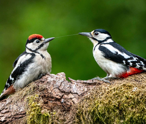 Tug-of-war by Mike Kidd