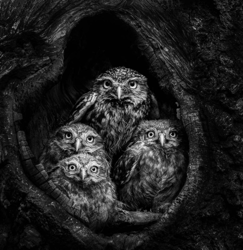 Little-Owl-family-in-Oak-Hole by Pete Whieldon
