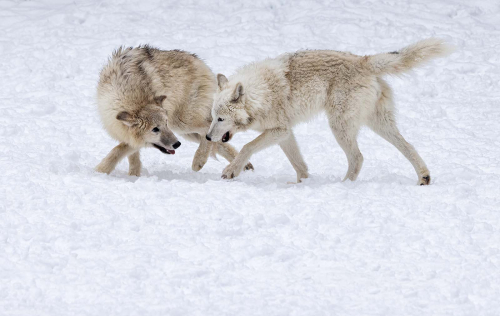 17.-Wolf-Interaction