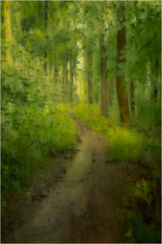 Down-in-the-Woods by Tony Melling