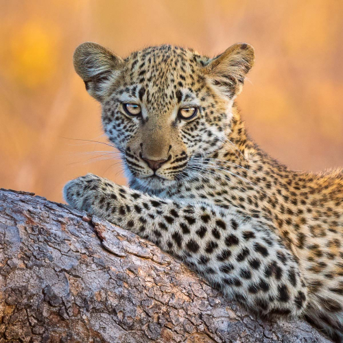 19.-Wild-Leopard-Cub