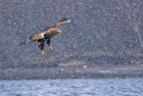 Eagle-in-a-Snowstorm by Simon Roberts