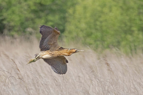 Bittern-in-Flight by Tony Marsh