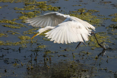 26.-Great-white-Egret-Taking-Off