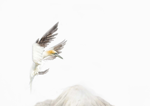 Gannet-landing-on-Rock.Saltee-Island Pete Whieldon