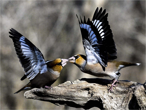 Hawfinch-Courtship by Ronnie Gilbert