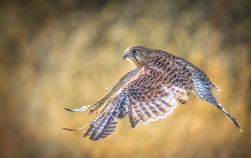Kestral-in-Evening-Light by Alan Walker
