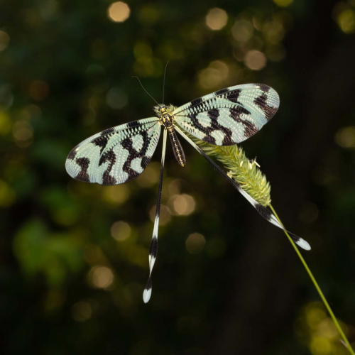 Spoonwing by Tony Marsh