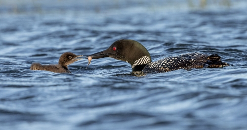 Julie Walker: Great Northern Diver Feeding Chick