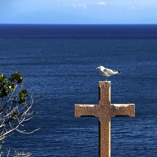 Paul Cartwright: Ligurian gull