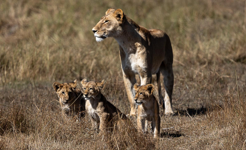 Graham Smith: Lioness with cubs