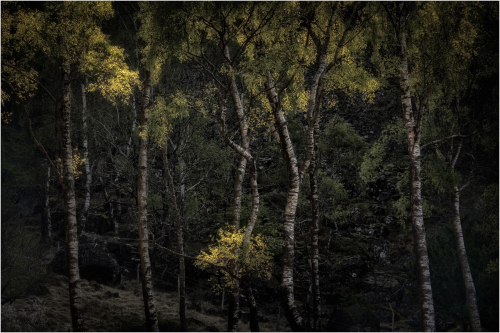 Tony Melling: Borrowdale Bloom
