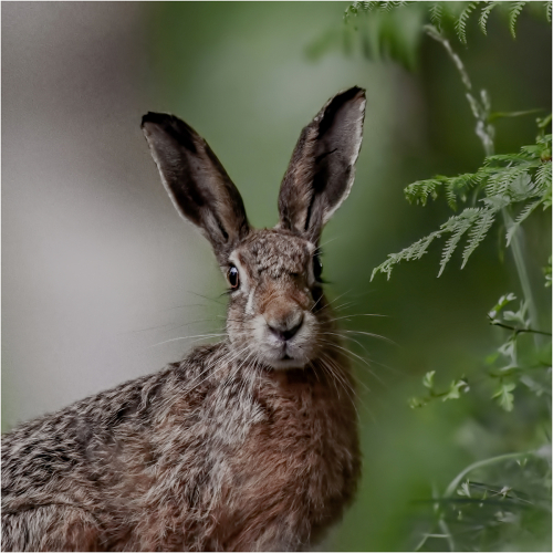 Ronni Gilbert: Brown Hare