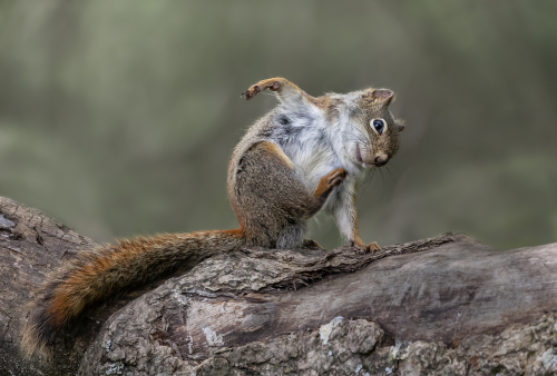 Jilie Walker: American Red Squirrel Scratching