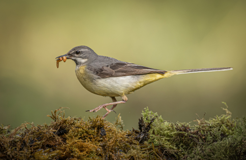 Alan Walker: Grey Wagtail with snack