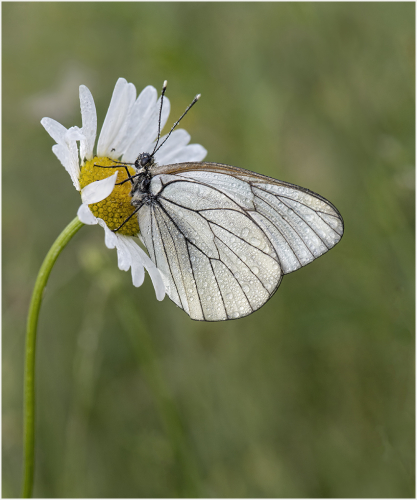 Carol Minks: Black veined white Butterfly