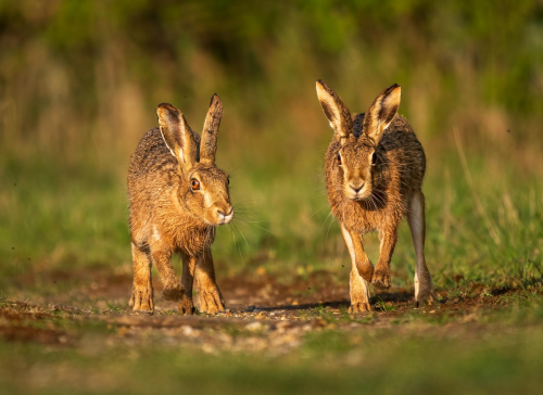 Simon Roberts: A Pair of Hares