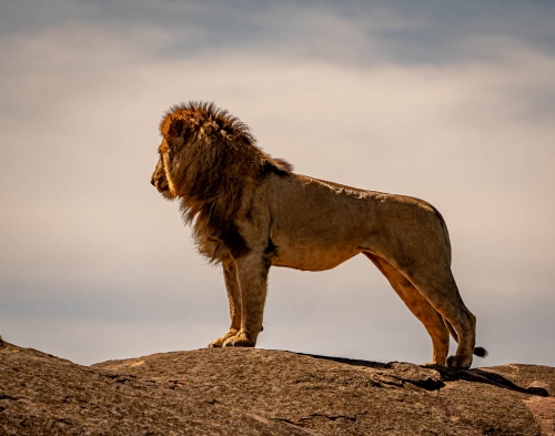 King of the Rock by Mike Kidd