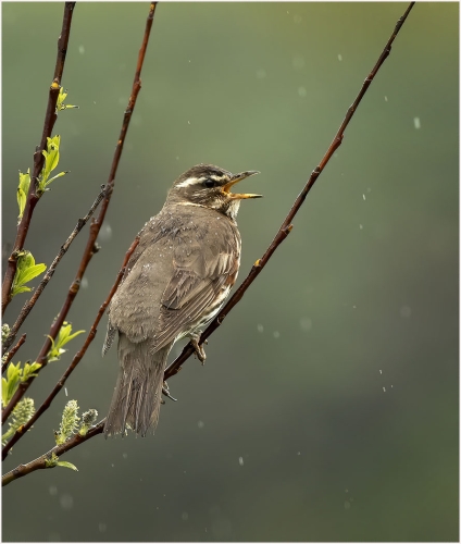 Redwing-singing-in-the-rain by Carol Minks