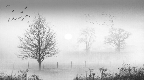 Trees-in-the-Mist by Ann Healey