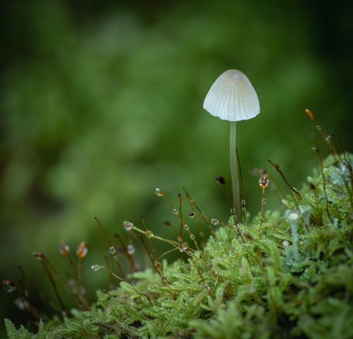 Solitary-Funghi by Mike Rowlinson