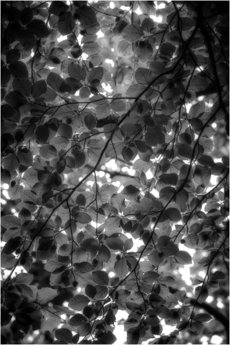 Canopy-Light by Tony Melling