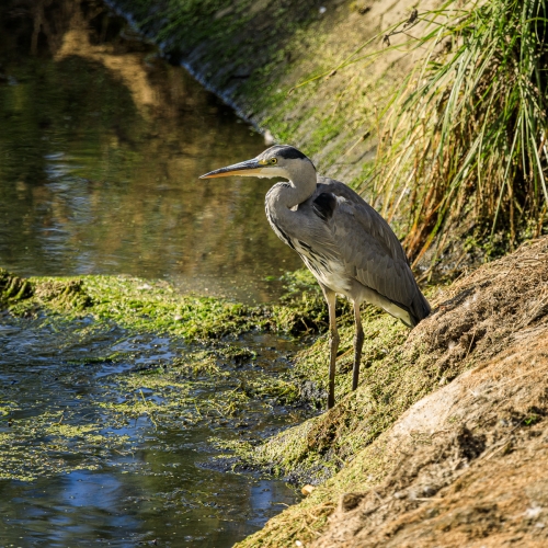 Heron by David Leighton