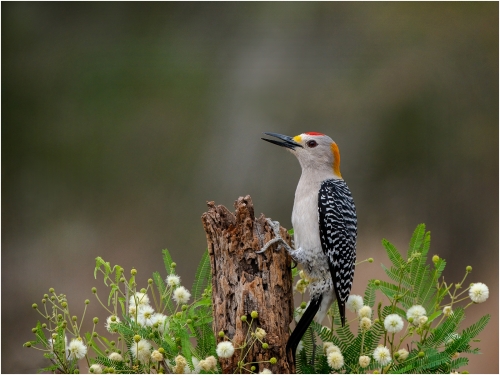 Golden Fronted Woodpecker by Ronnie Gilbert