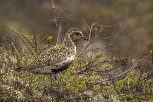 Golden-Plover-in-territory by Carol Minks