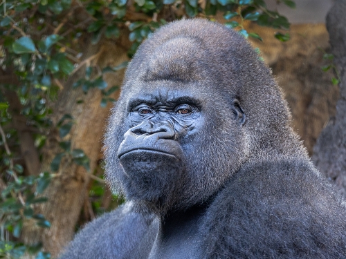 Contemplative-Gorilla by David Woodthorpe