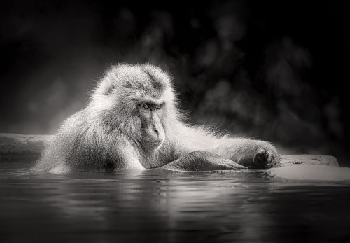 A-Pensive-Moment by Simon Roberts