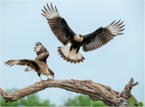 Crested-Caracaras-and-Snake by Ronnie Gilbert