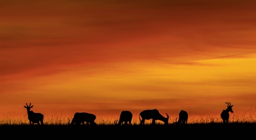 Sunset-on-the-Masai-Mara by Mike Kidd